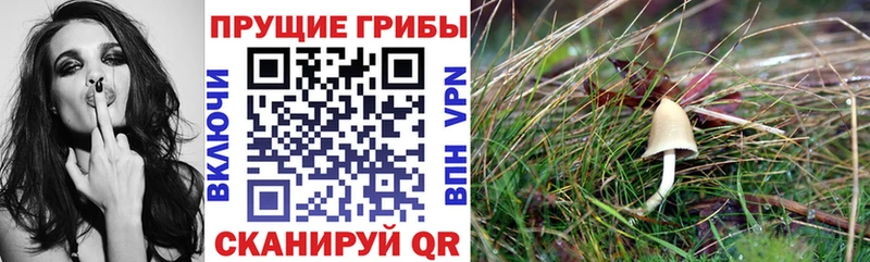мега сайт  наркошоп  это состав  Галлюциногенные грибы MAGIC MUSHROOMS  Ивдель 